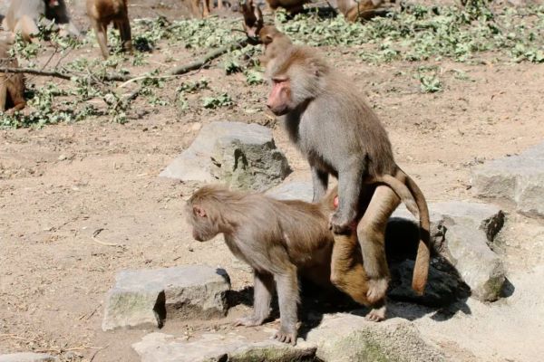 Вчені з’ясували користь одностатевих зв’язків для приматів