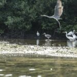 Мангрові ліси Перської затоки залишаються під загрозою
