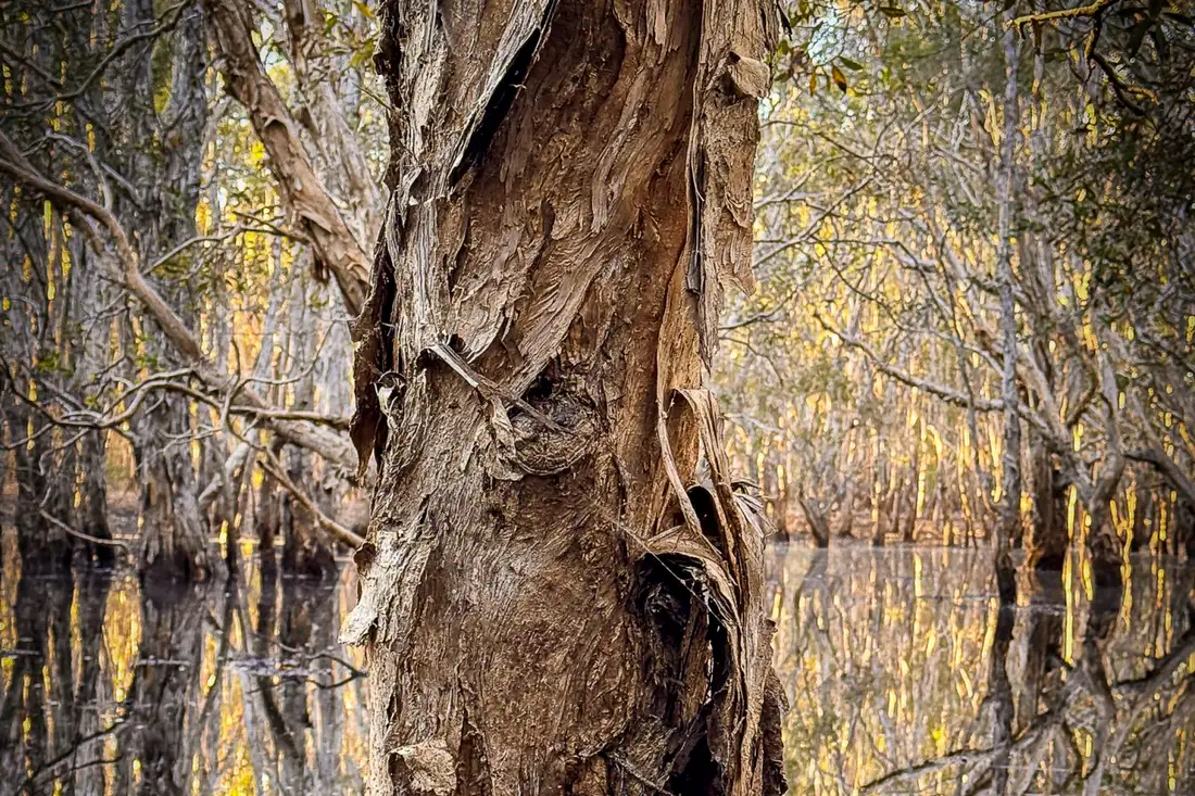 Мікроби кори дерев можуть впливати на клімат Землі
