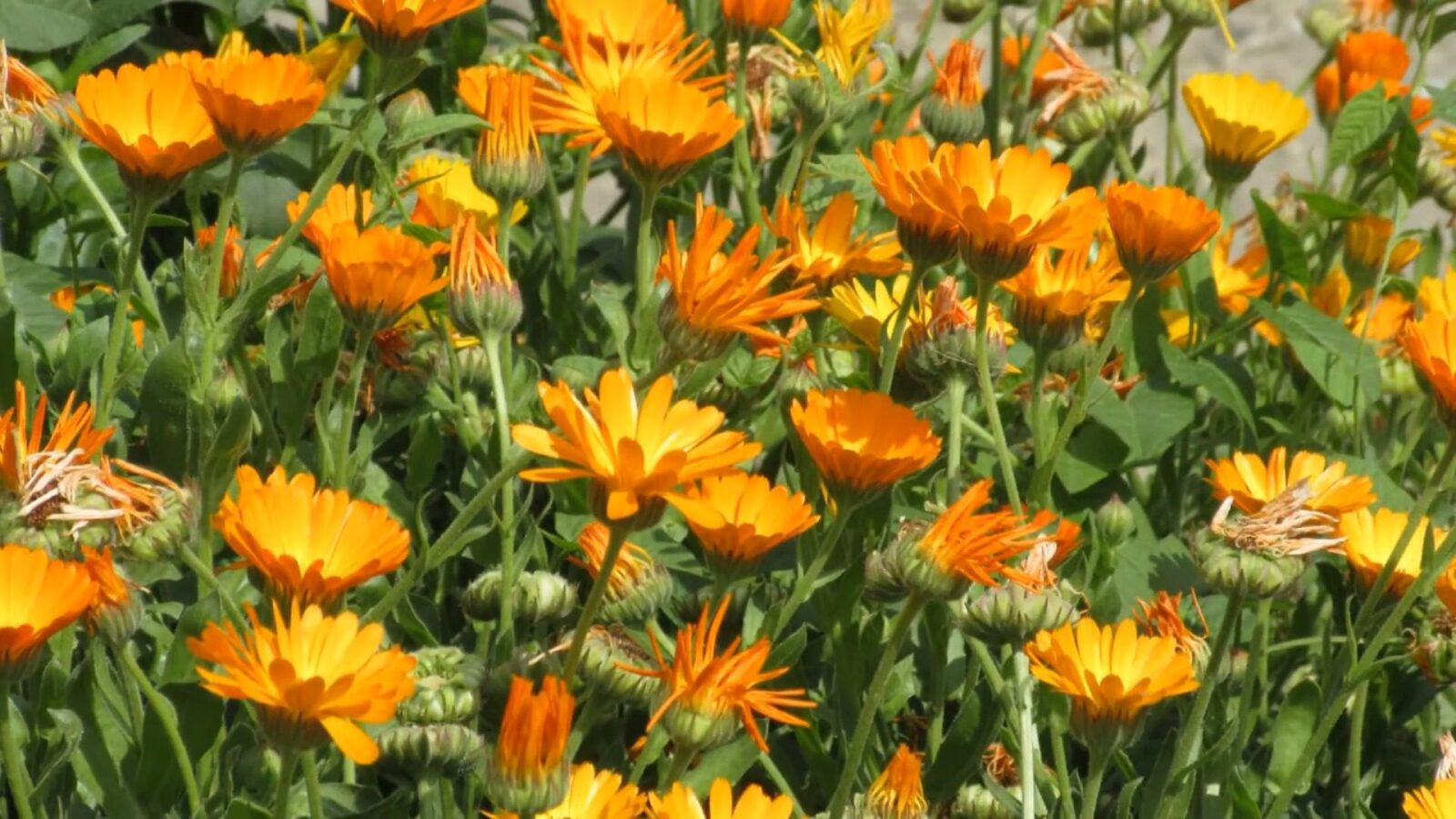 Садівники назвали найкращі однорічні квіти для ділянки