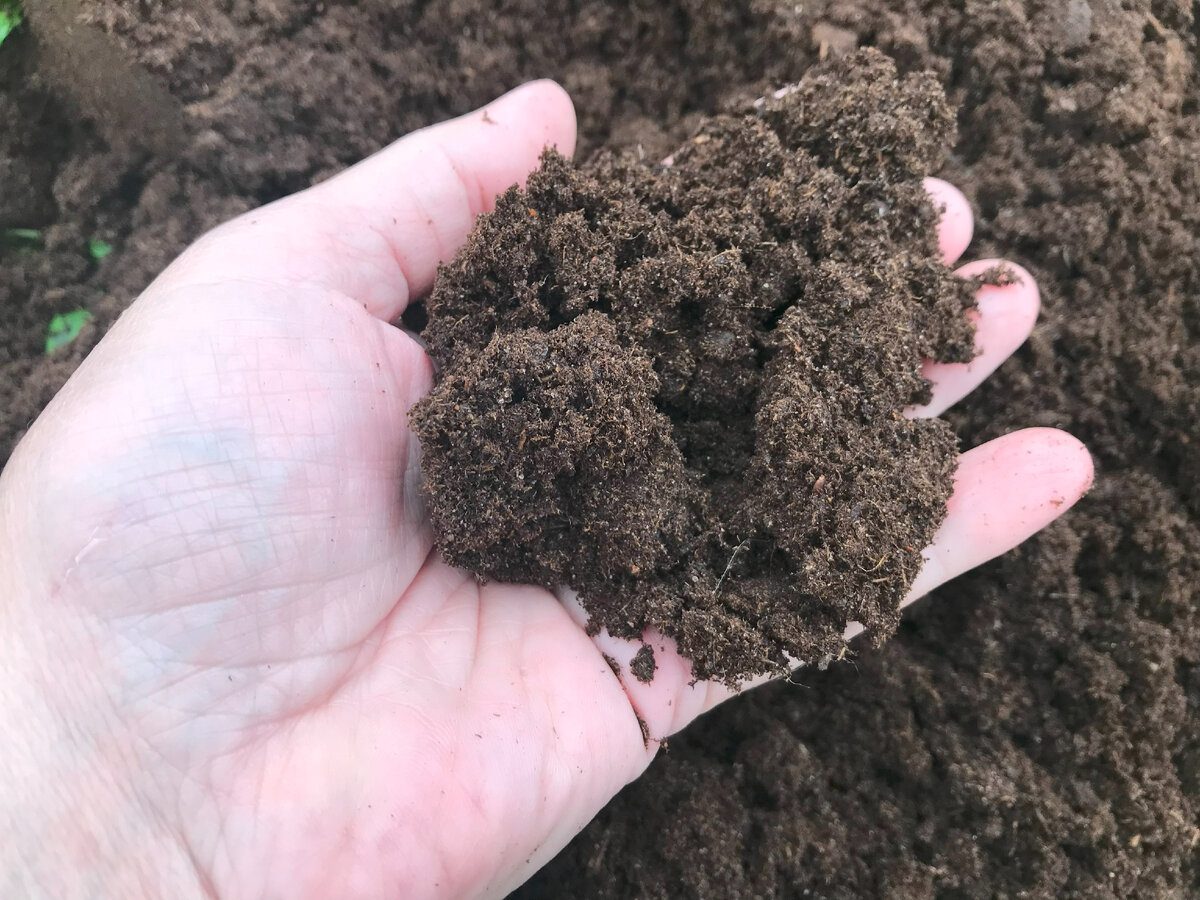 Агрономи розвіяли популярні городні міфи