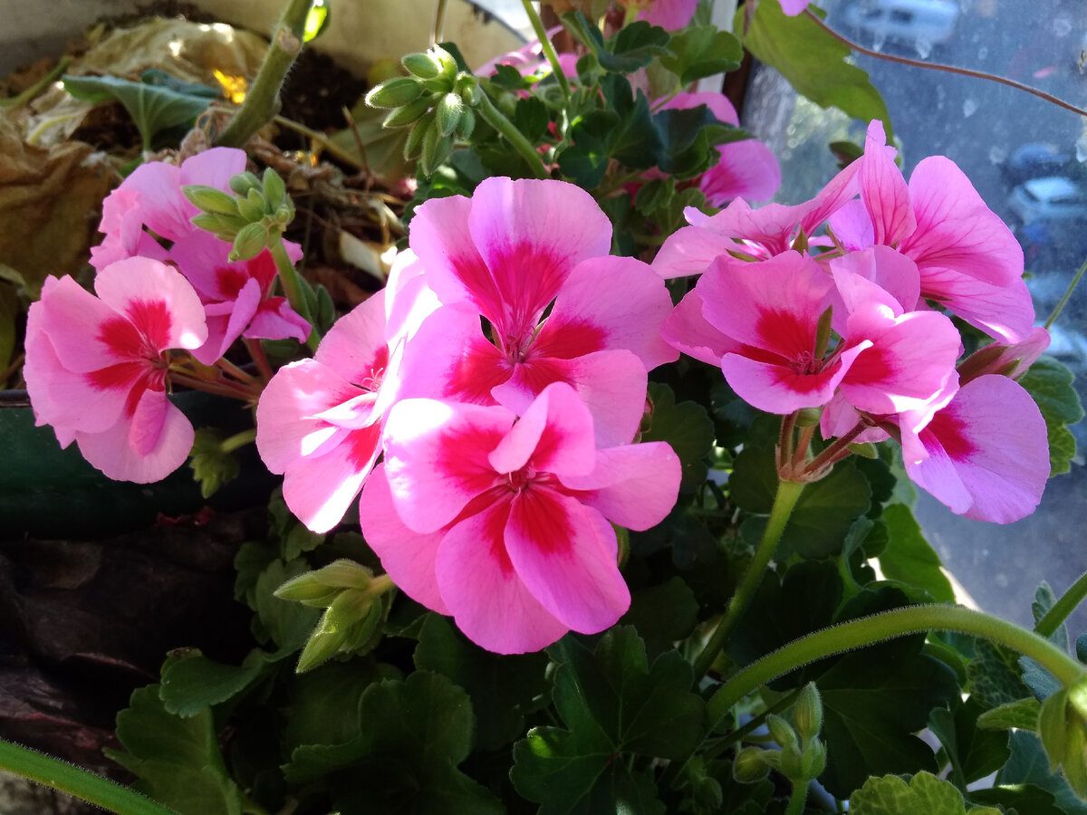 Експерти розповіли, як правильно обрізати герань