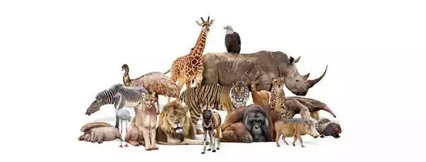 Біорізноманіття важливіше, ніж ми думали — нові дані