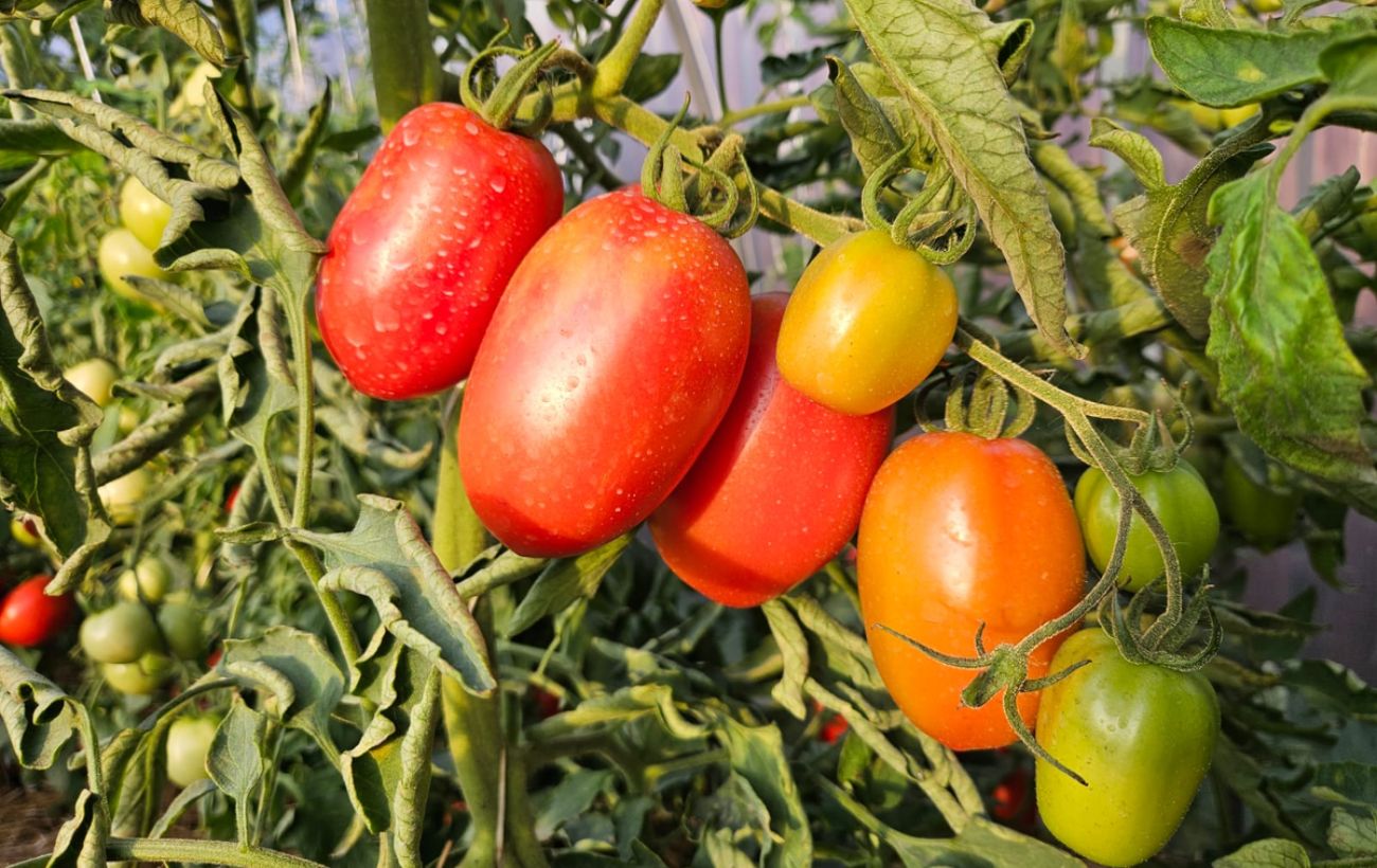 Дачники розповіли, як виростити смачні помідори на грядці