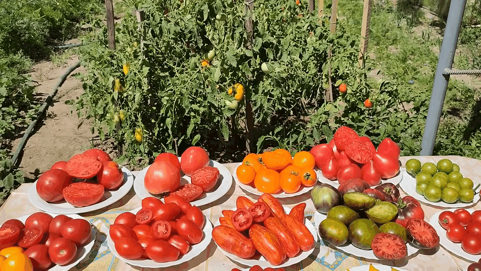 Ваші помідори можуть бути солодшими на 30%, якщо не робити ці помилки при вирощуванні: перевірено