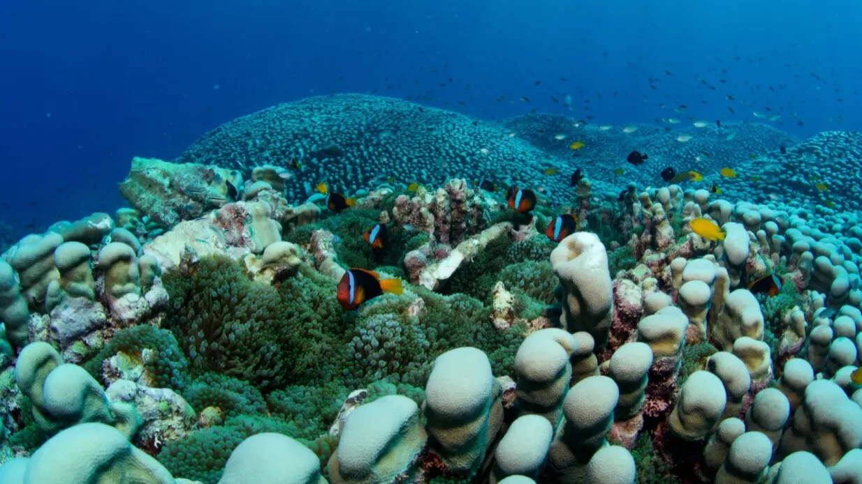 Вчені зафіксували гігантський корал рекордних розмірів