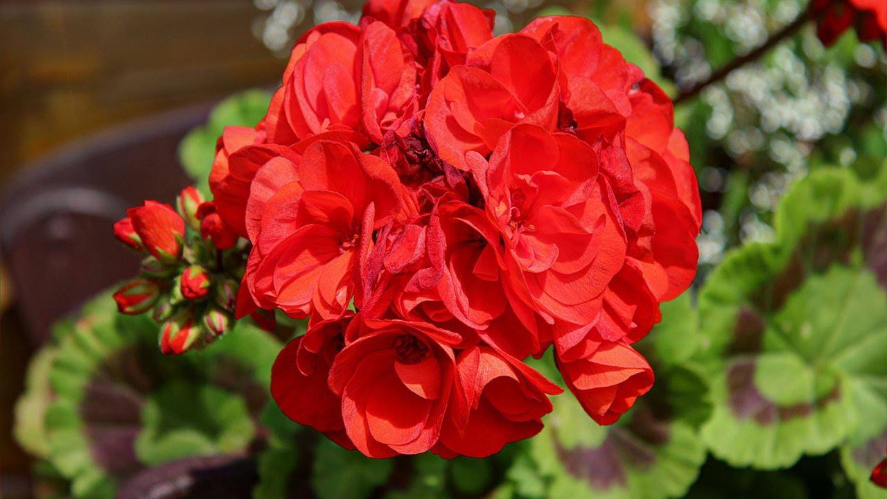 Герань після обрізки швидко оживає й кущиться: роблю 3 дії – і кущ стає пишним без “залисин”