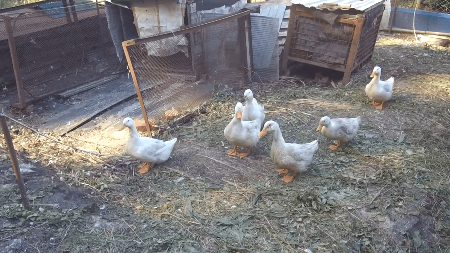 Качки несуться тихо й ховають яйця так, що не знайти: ось де шукати й чому 1 яйце краще не забирати