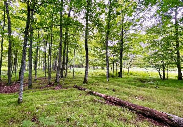 На клональній осиці Пандо виявили, що умови краю лісу формують грибні спільноти
