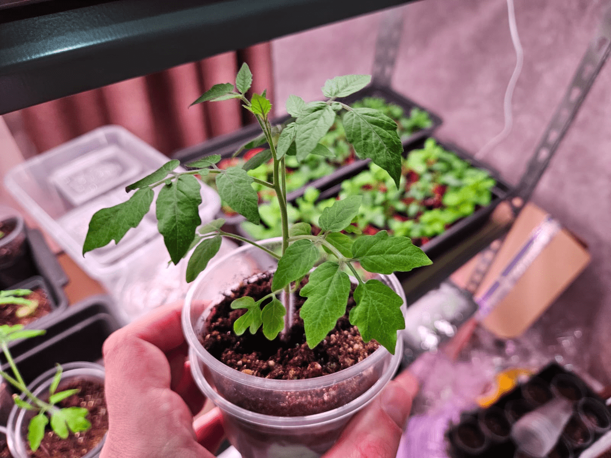 Помідорна розсада як “жирафа”:  у чому помилка посіву в стакани і як виростити міцні стебла на всі 100