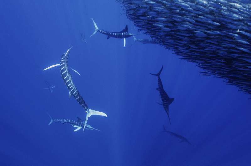 Штучний інтелект вивчає поведінку тварин у зграї