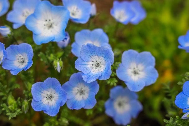 Немофила / © Credits