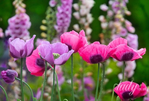 Маки / © Getty Images