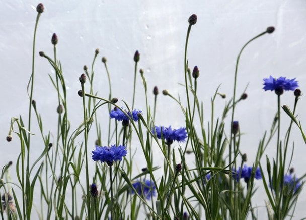 Волошки / © Associated Press