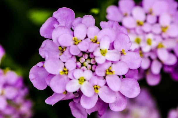 Іберіс парасольковий / © Credits