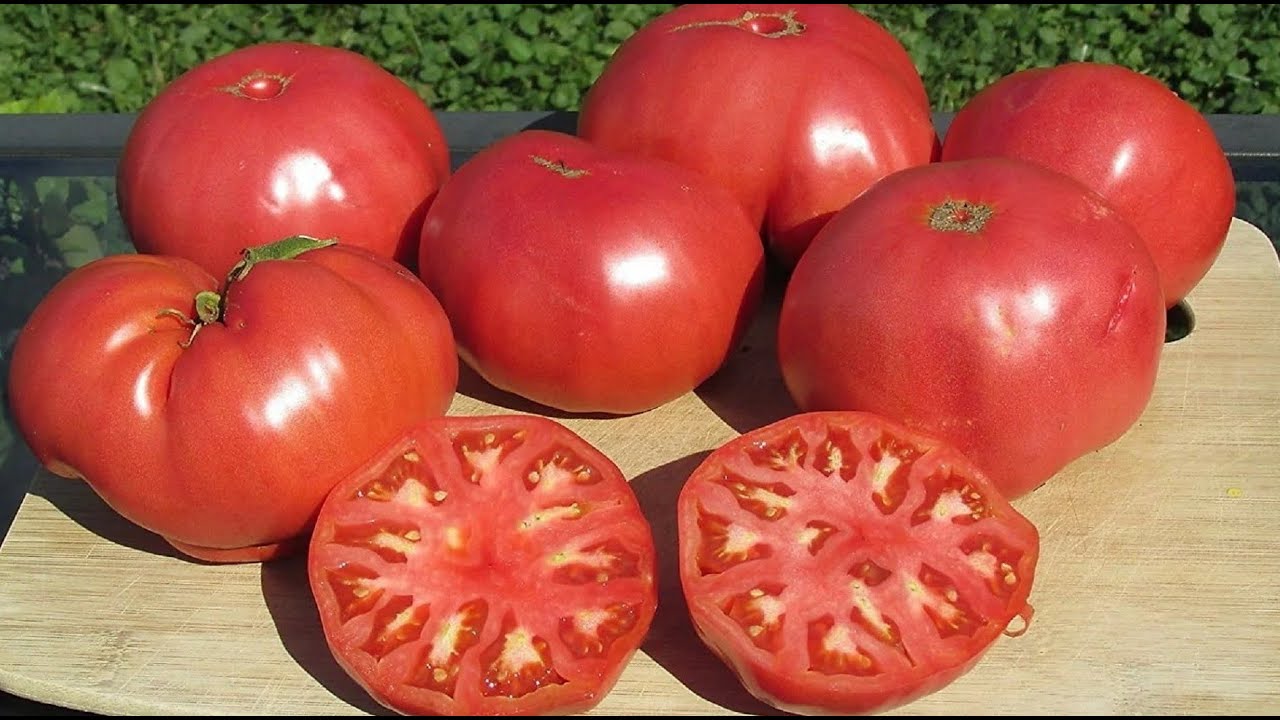 Агрономи розповіли, як отримати неймовірно великі та здорові томати без хімії