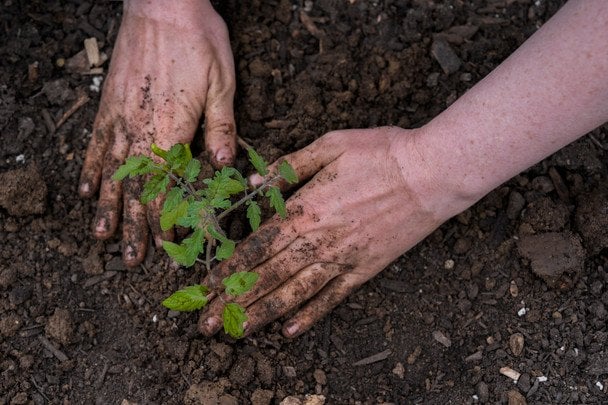 Томат / © Associated Press