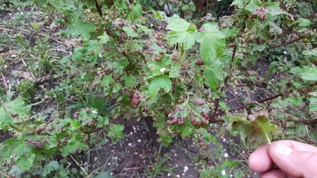 Садівники розповіли, чим обробити смородину навесні від галової попелиці