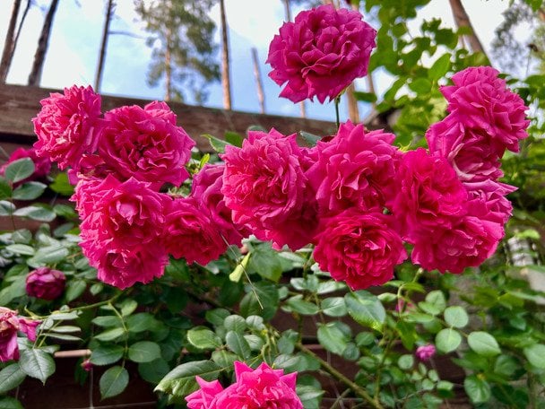 Троянди / © ТСН