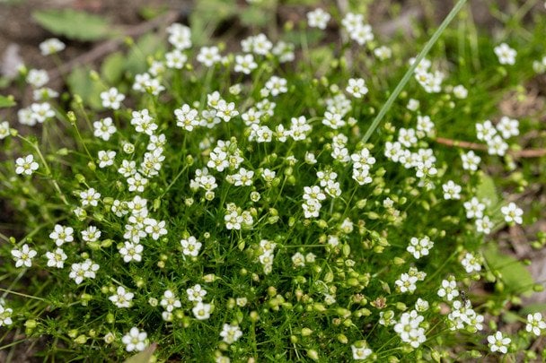 Ірландський мох / © Credits