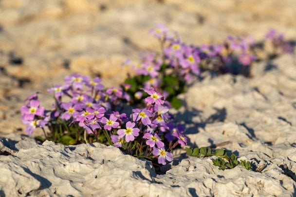 Малькольмія морська / © Credits