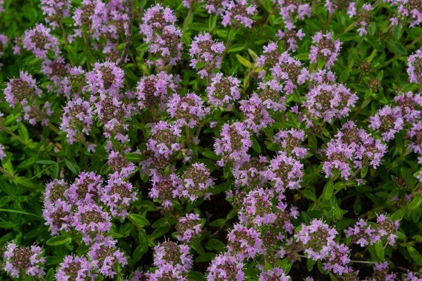 Повзучий чебрець  / © Credits