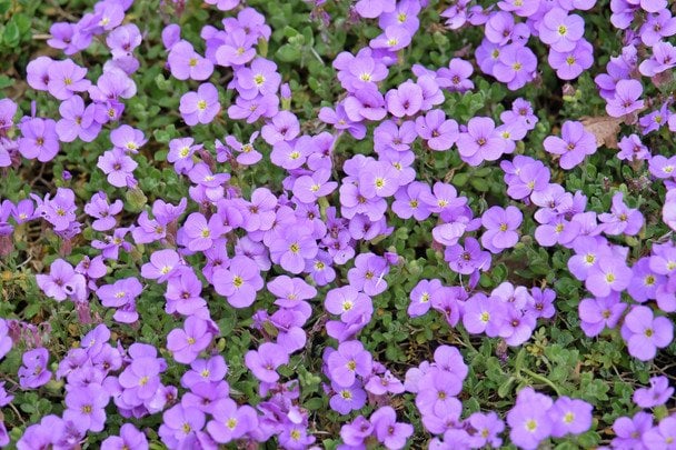 Обрієта багаторічна / © Credits