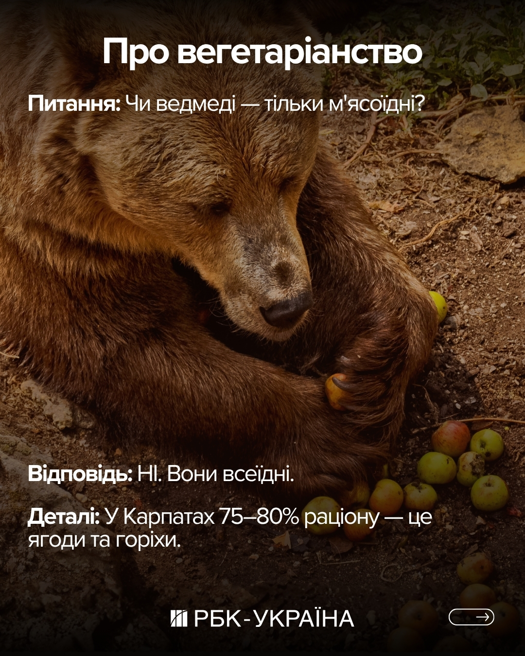 Правда чи міф: 10 фактів про ведмедів, у які ми вірили з дитинства