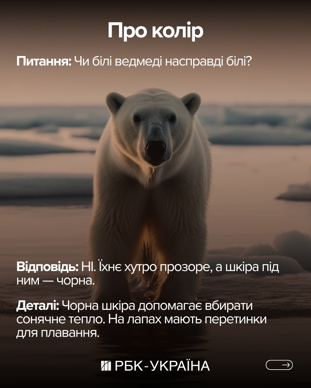 Правда чи міф: 10 фактів про ведмедів, у які ми вірили з дитинства