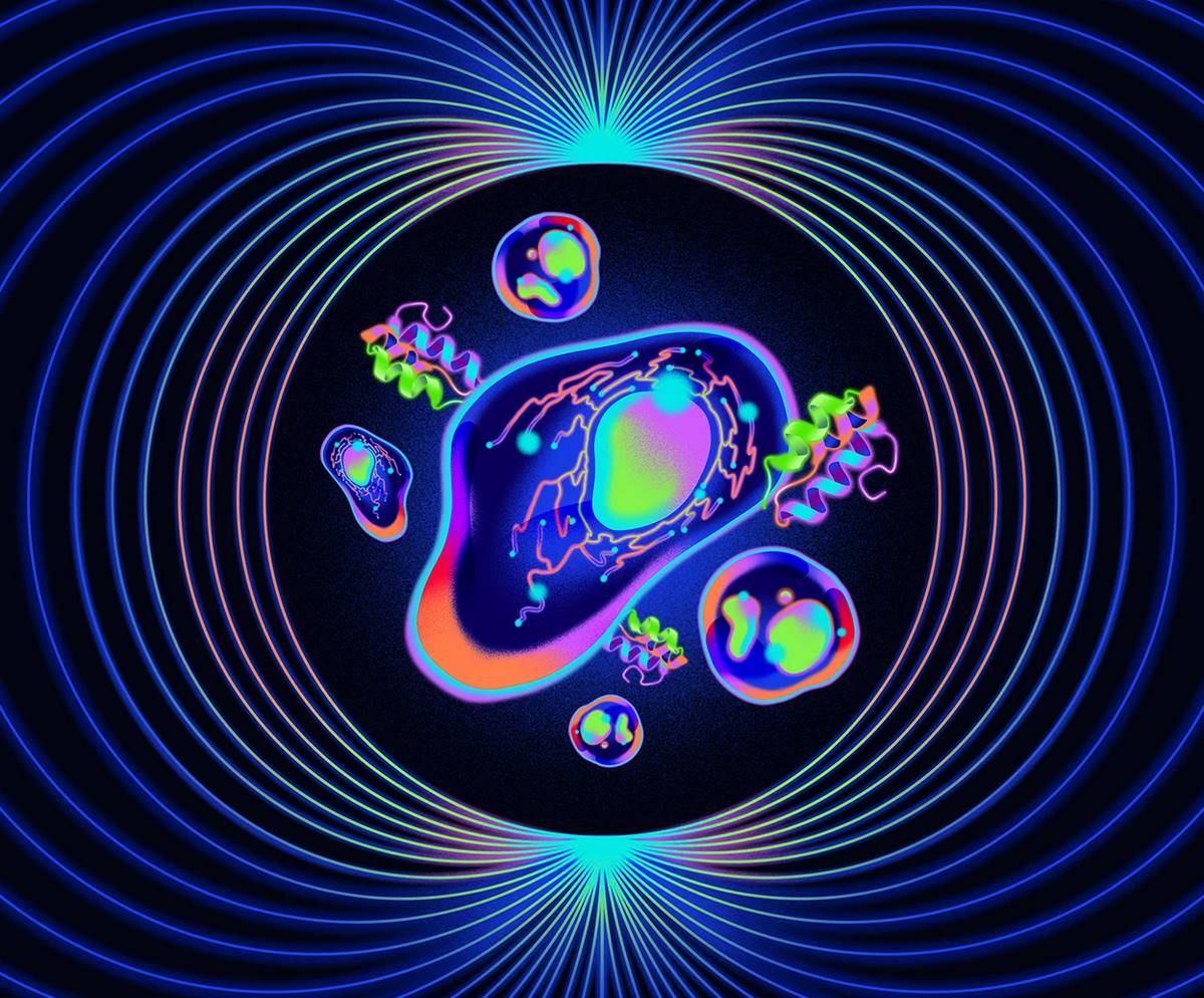 Вчені перетворили білок живої клітини на квантовий сенсор