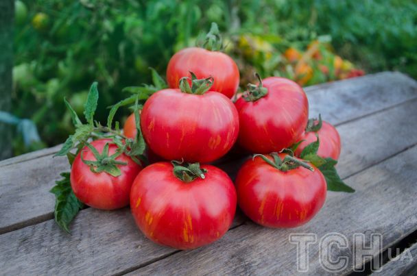 Помідори / © Credits