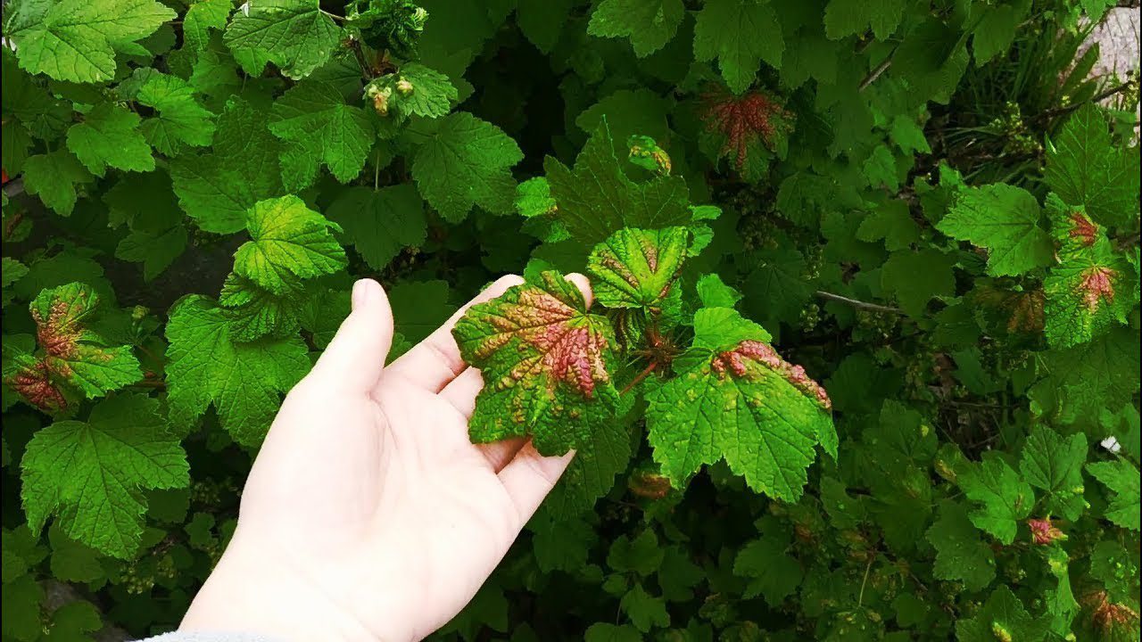 Смородину навесні окропом не мучу: купаю у м’якому розчині – і галова попелиця й на 1 км не наближається