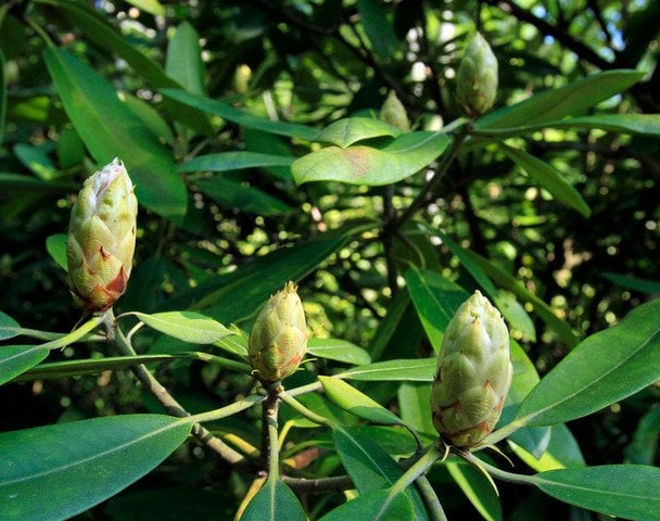 Рододендрон / © Associated Press