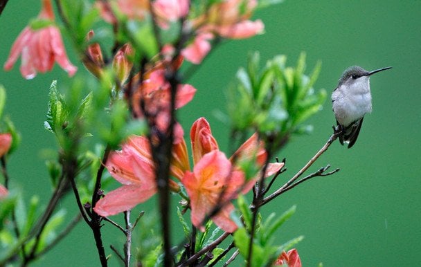 Рододендрон / © Associated Press