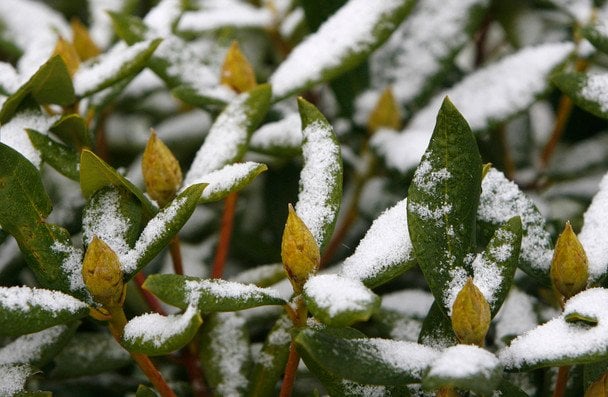 Рододендрон / © Associated Press