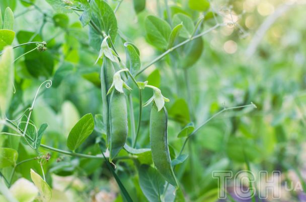 Горох / © Credits