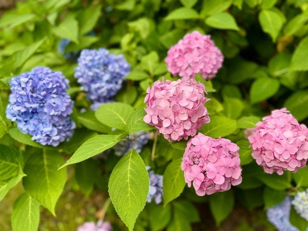 Гортензії / © ТСН