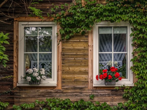 Контейнерні рослини / © Credits