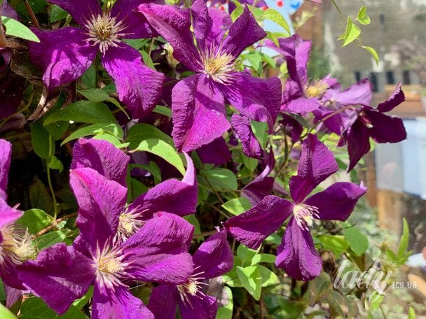 Клематис / © ТСН