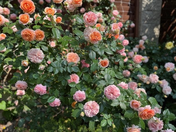 Троянди / © ТСН