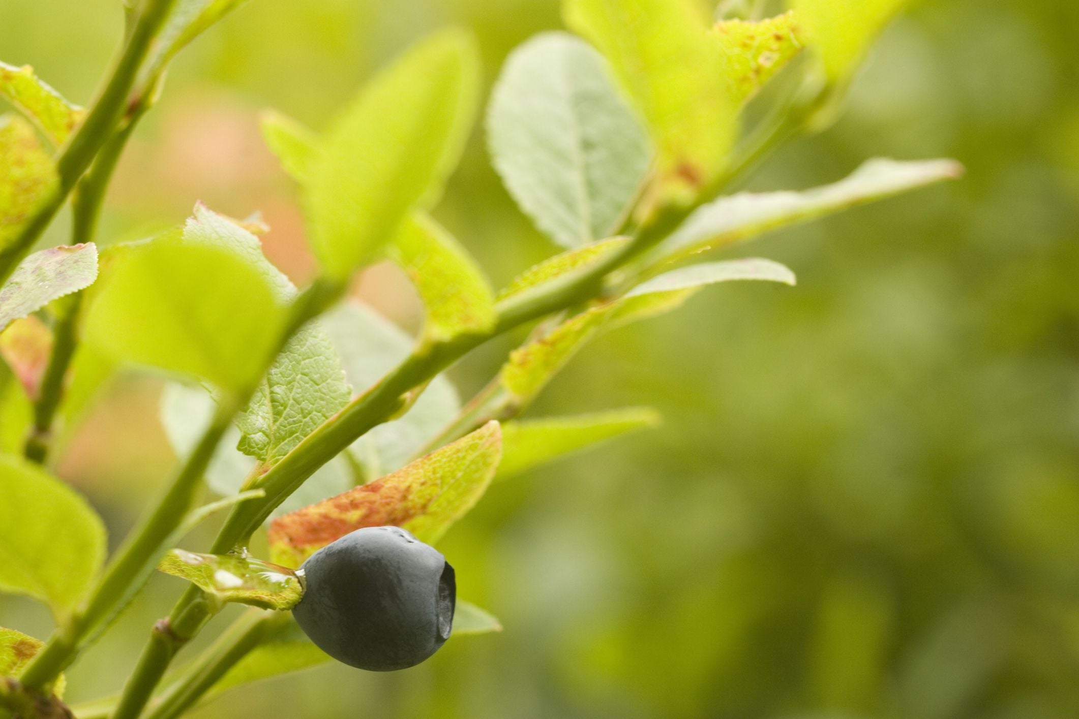 Чорниці / © Credits