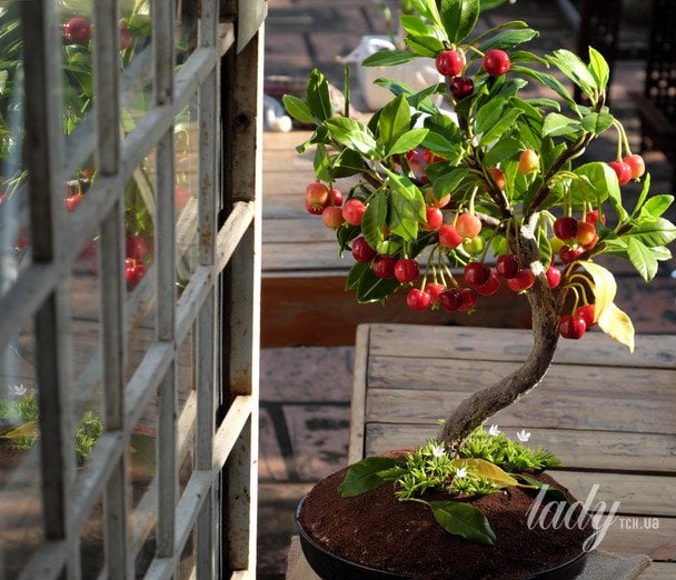 Вишня / © Credits