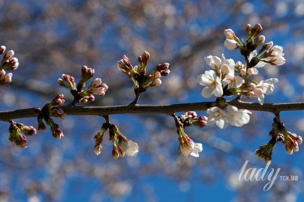 вишня / © Associated Press