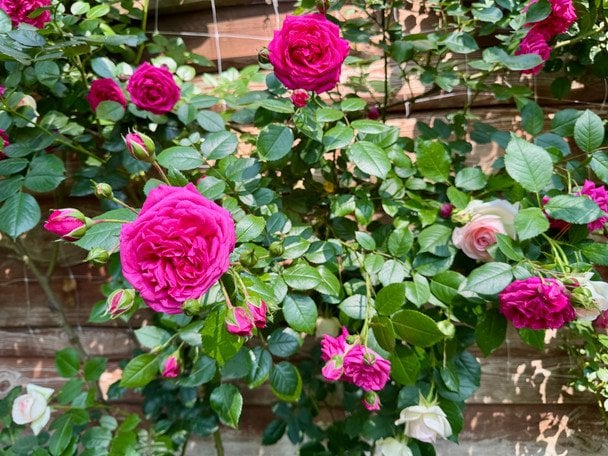 Троянди / © ТСН