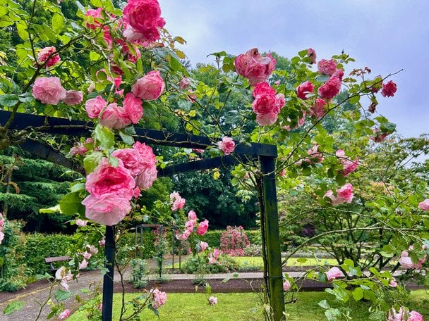 Троянди / © ТСН