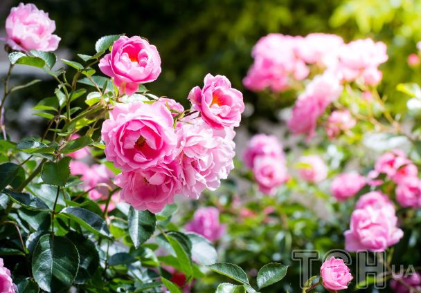 Троянди / © Credits