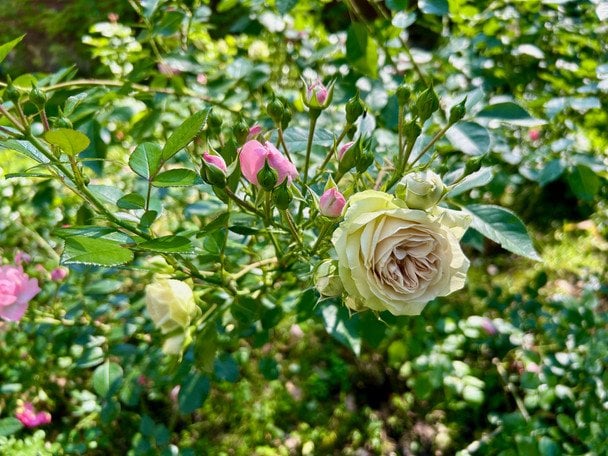 Трояндаи / © ТСН