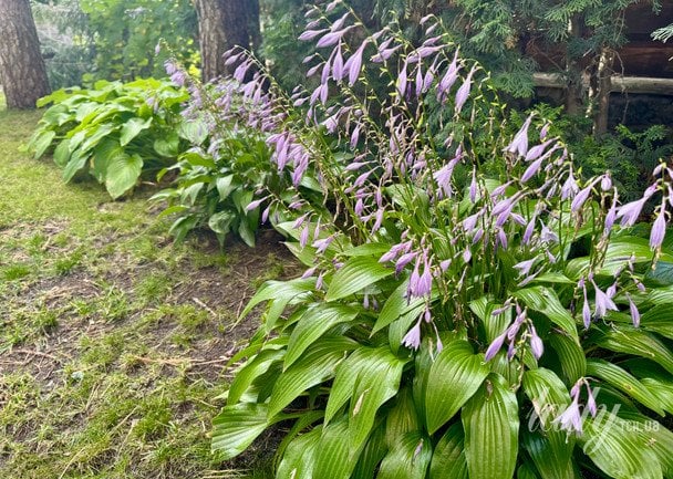 Госта / © ТСН