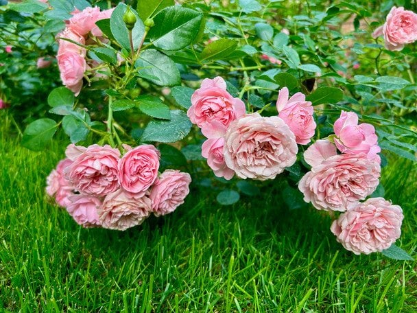 Троянди / © ТСН