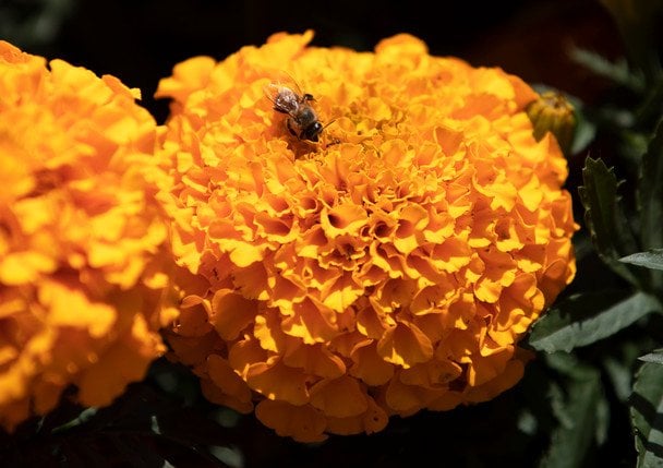 Чорнобривці / © Associated Press